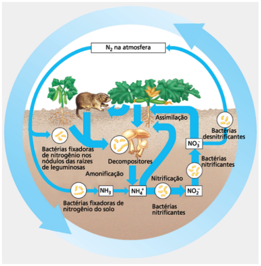 A Figura Abaixo Esquematiza O Ciclo Do Nitrogênio Questões Enem Me Salva 2984