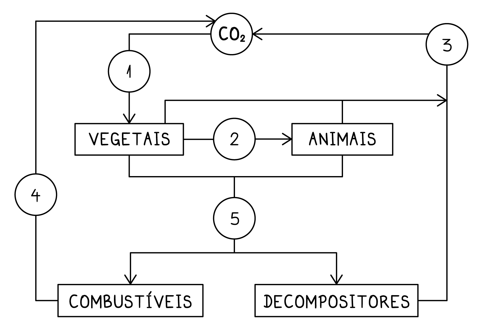 O Esquema Abaixo Representa O Ciclo Do Carbono Um Questões Enem